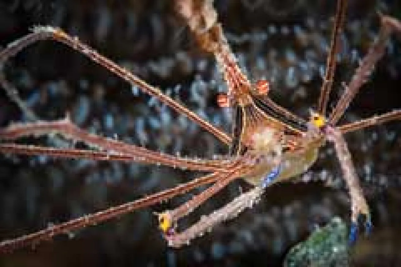 Roatan: Yellowline Arrow Crab