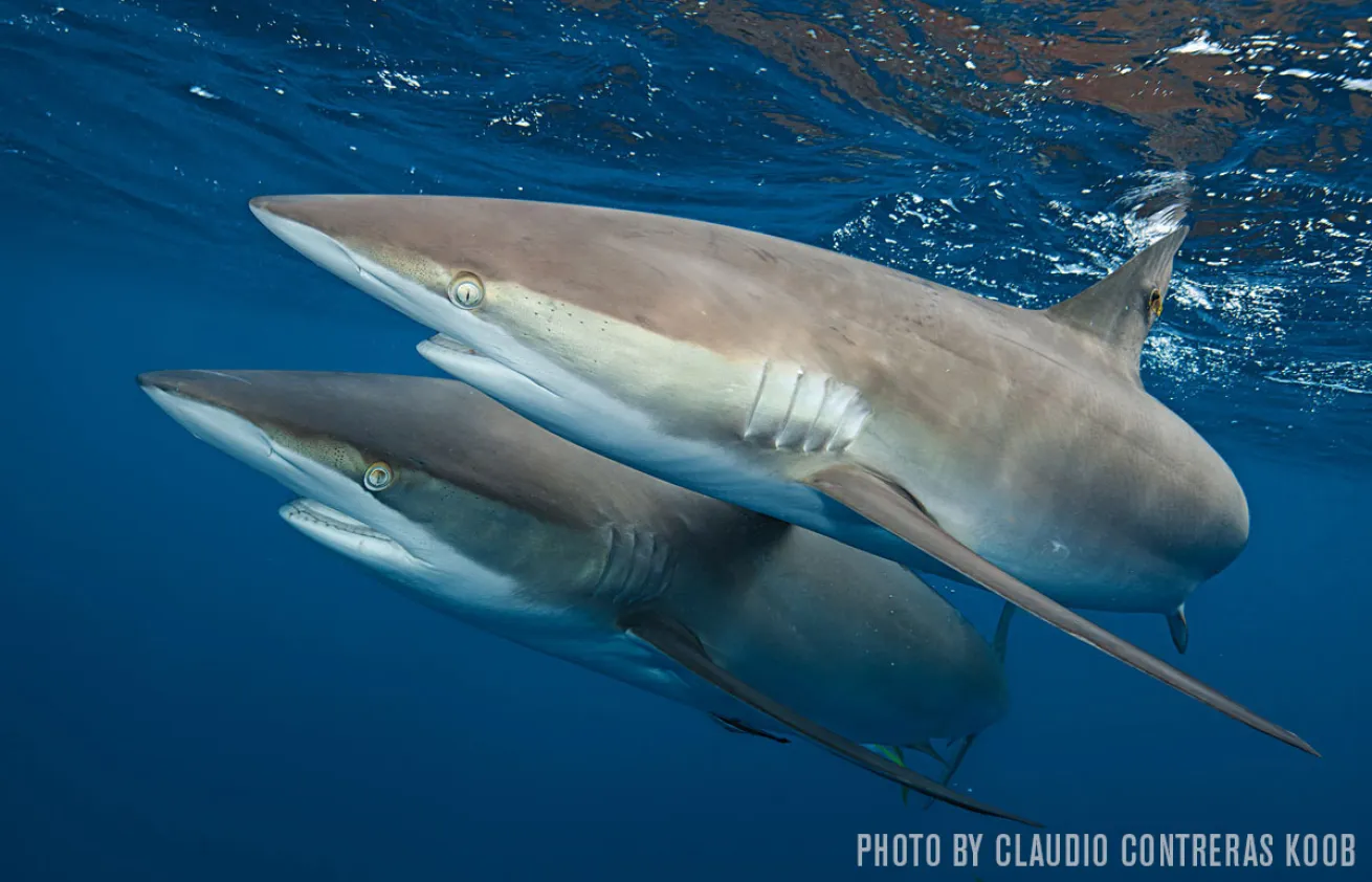 Cuba sharks
