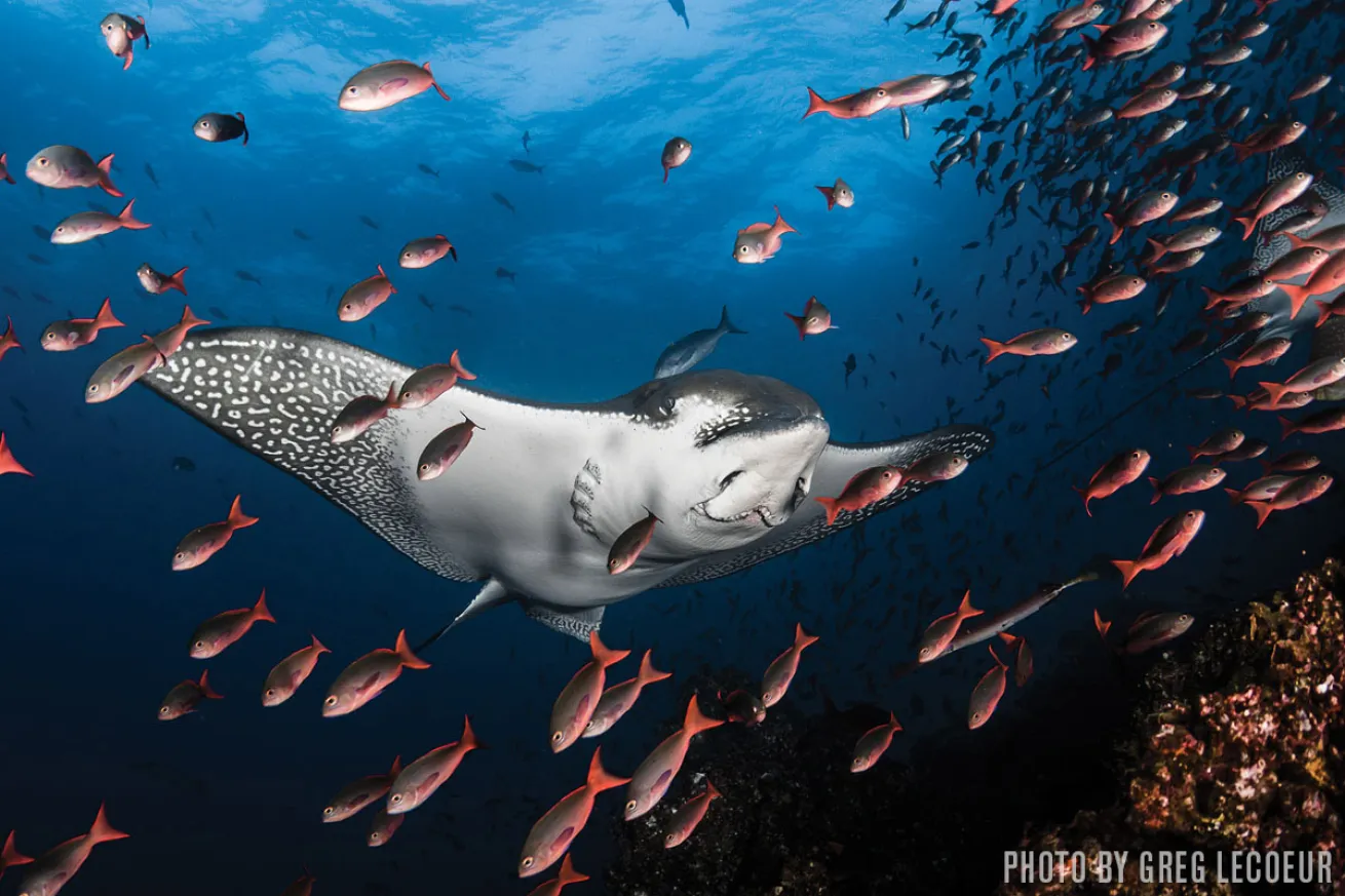 eagle ray galapagos islands