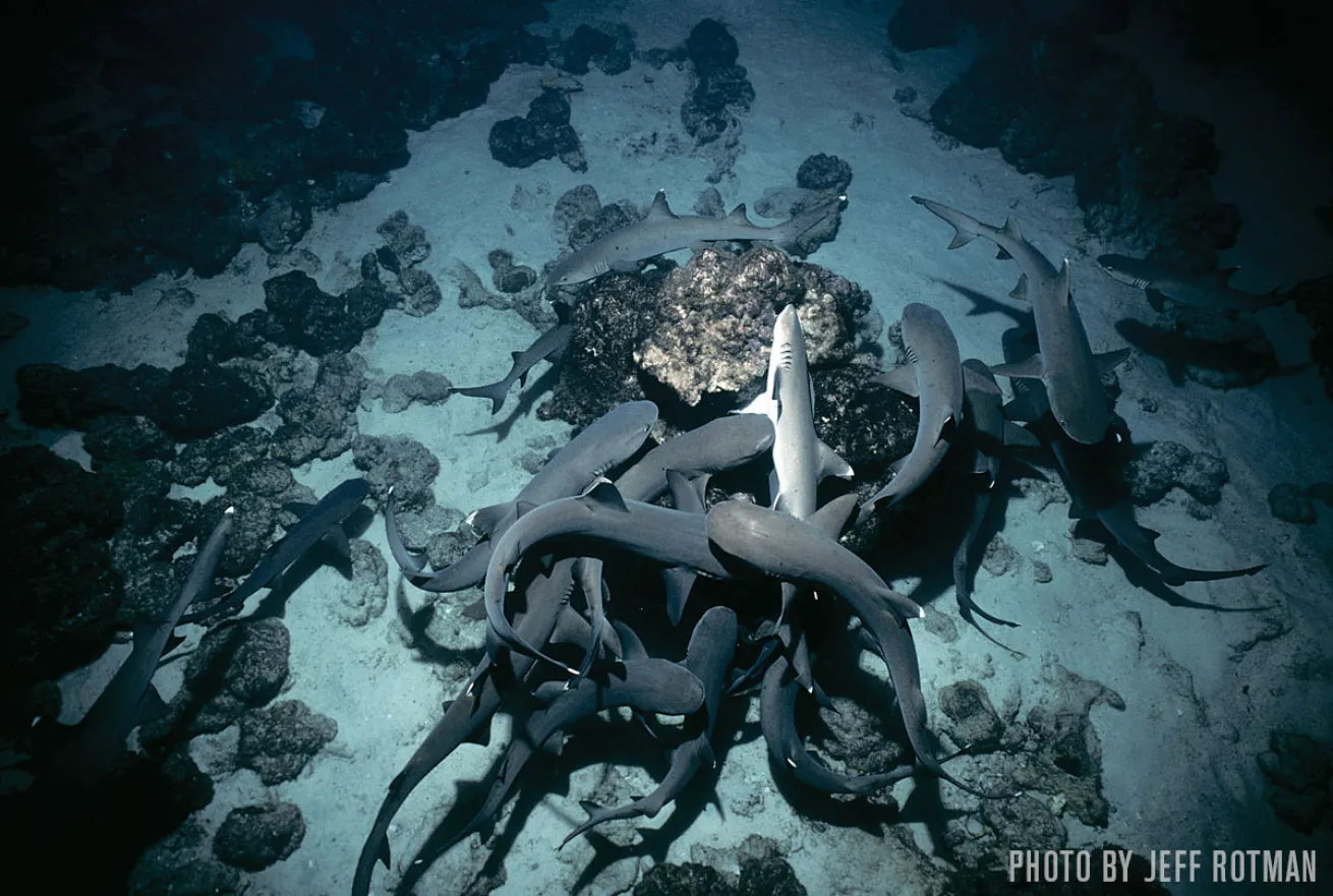 sharks cocos island