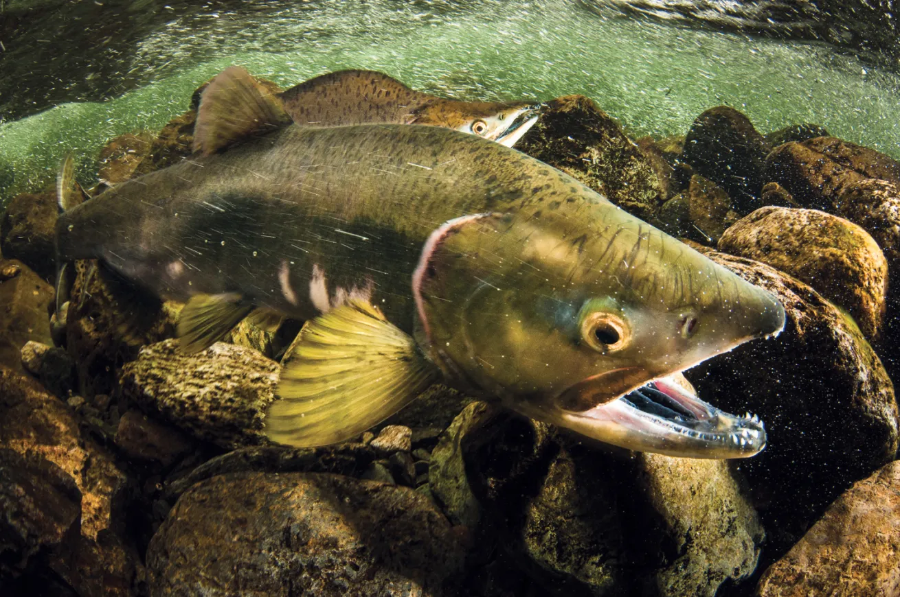 salmon