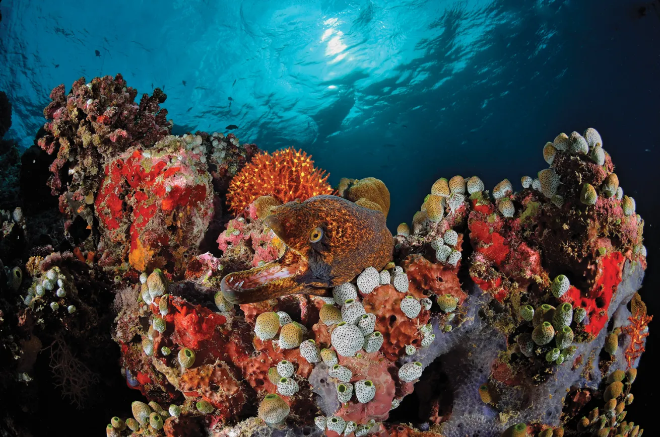 Maldives