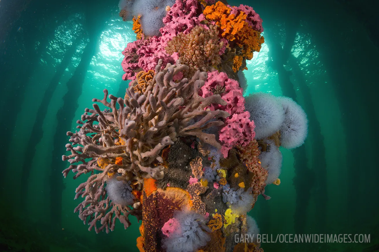 scuba diving piers