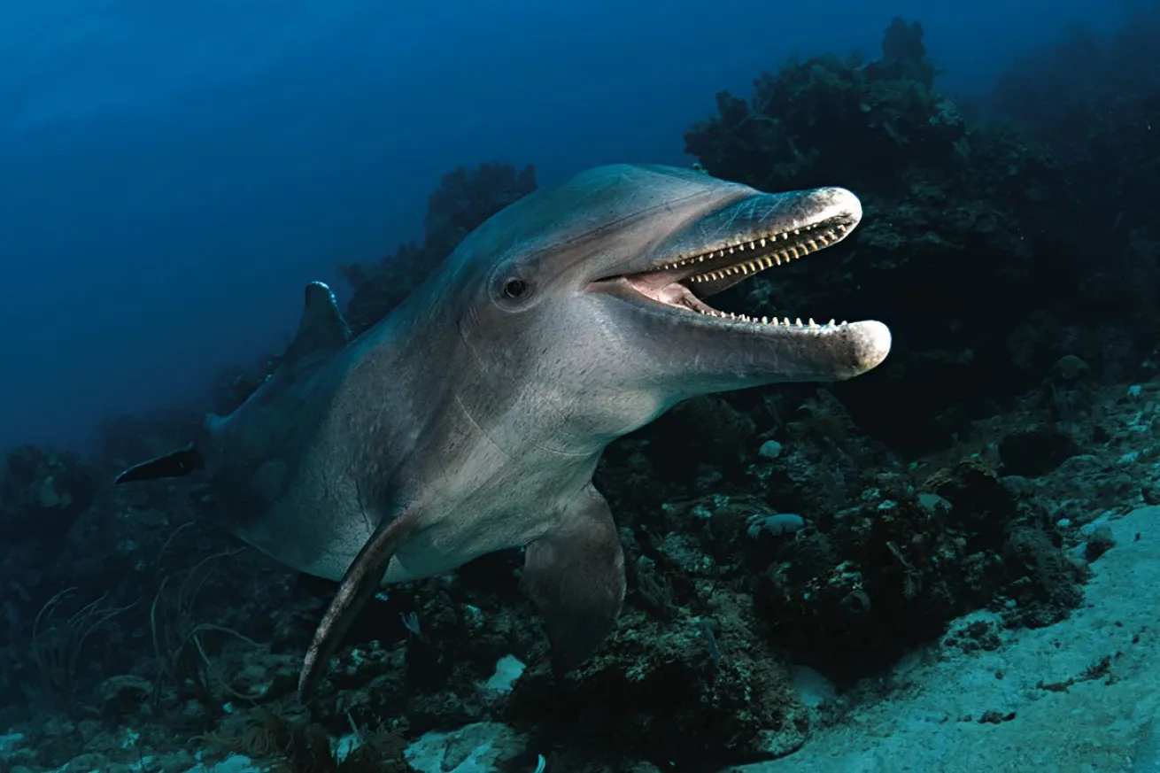dolphins