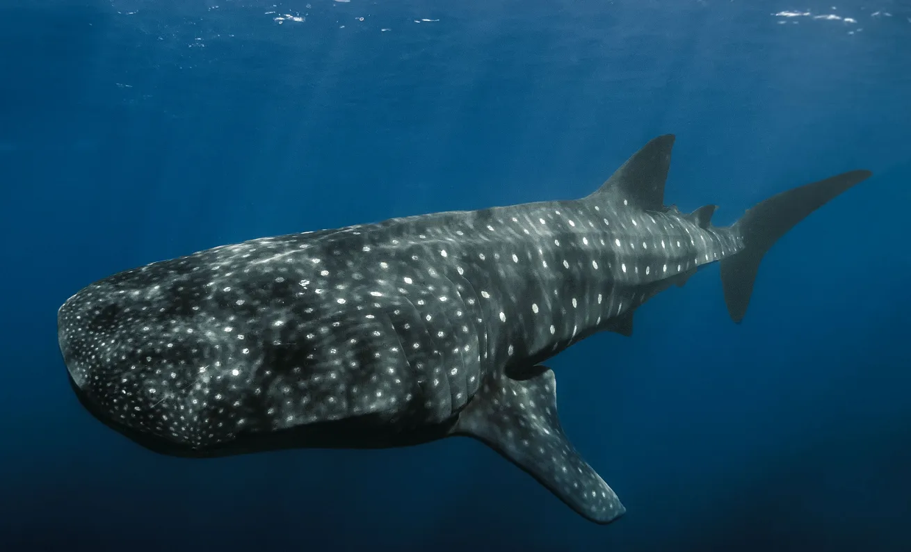 whale sharks