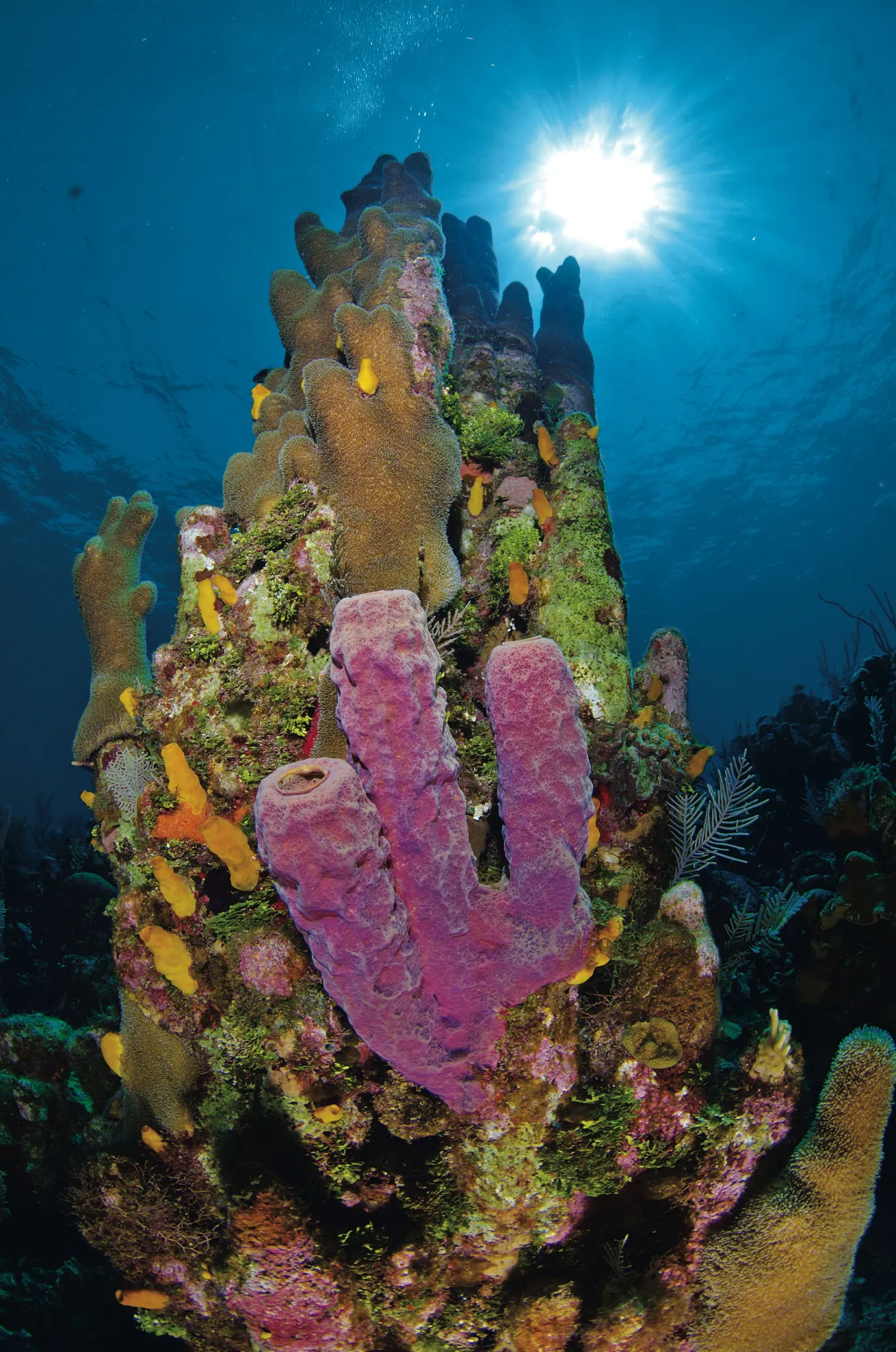 healthy reefs