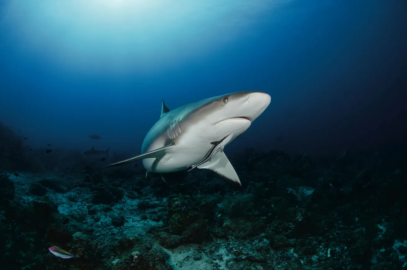 sharks