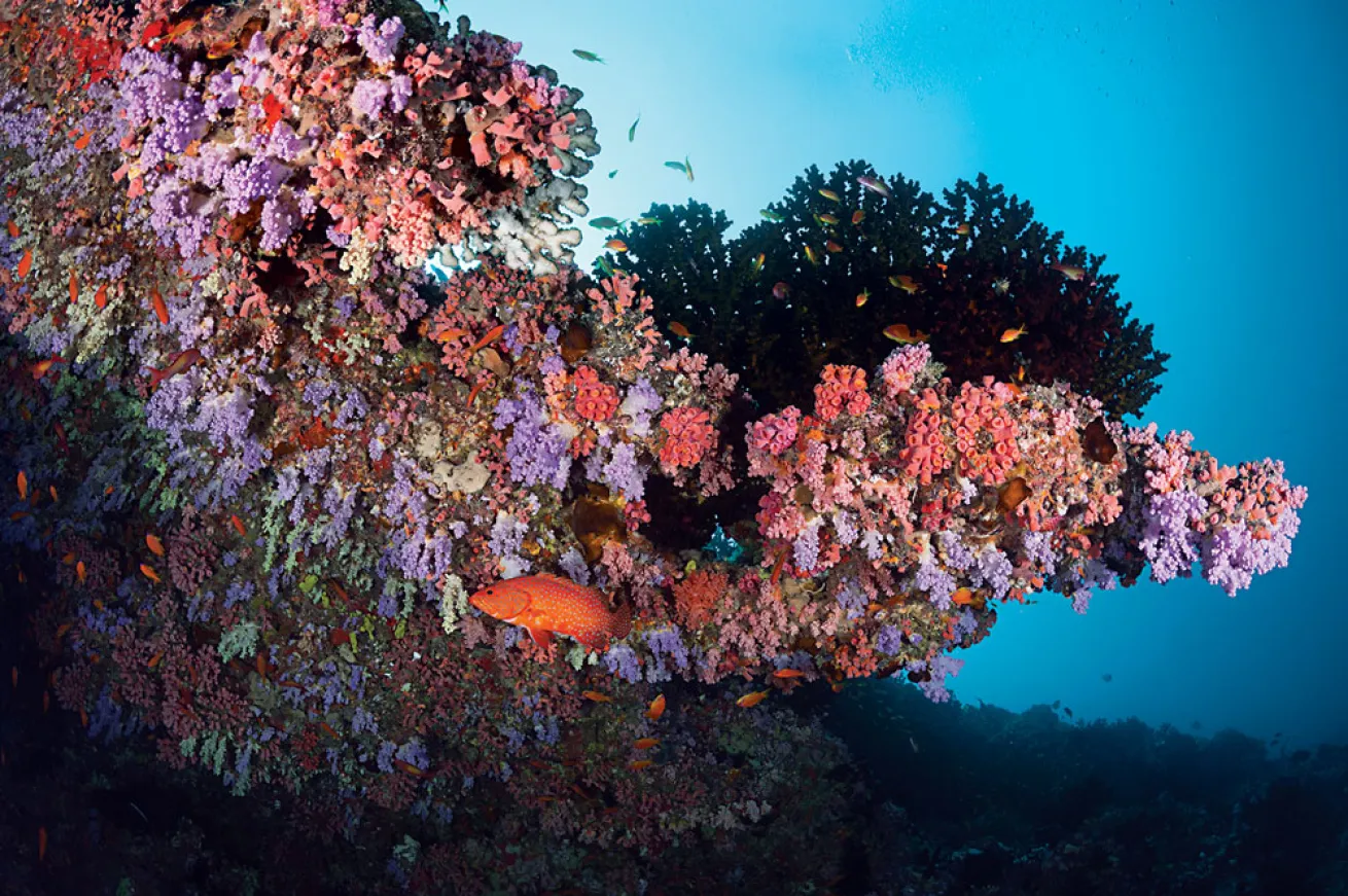 maldives scuba diving
