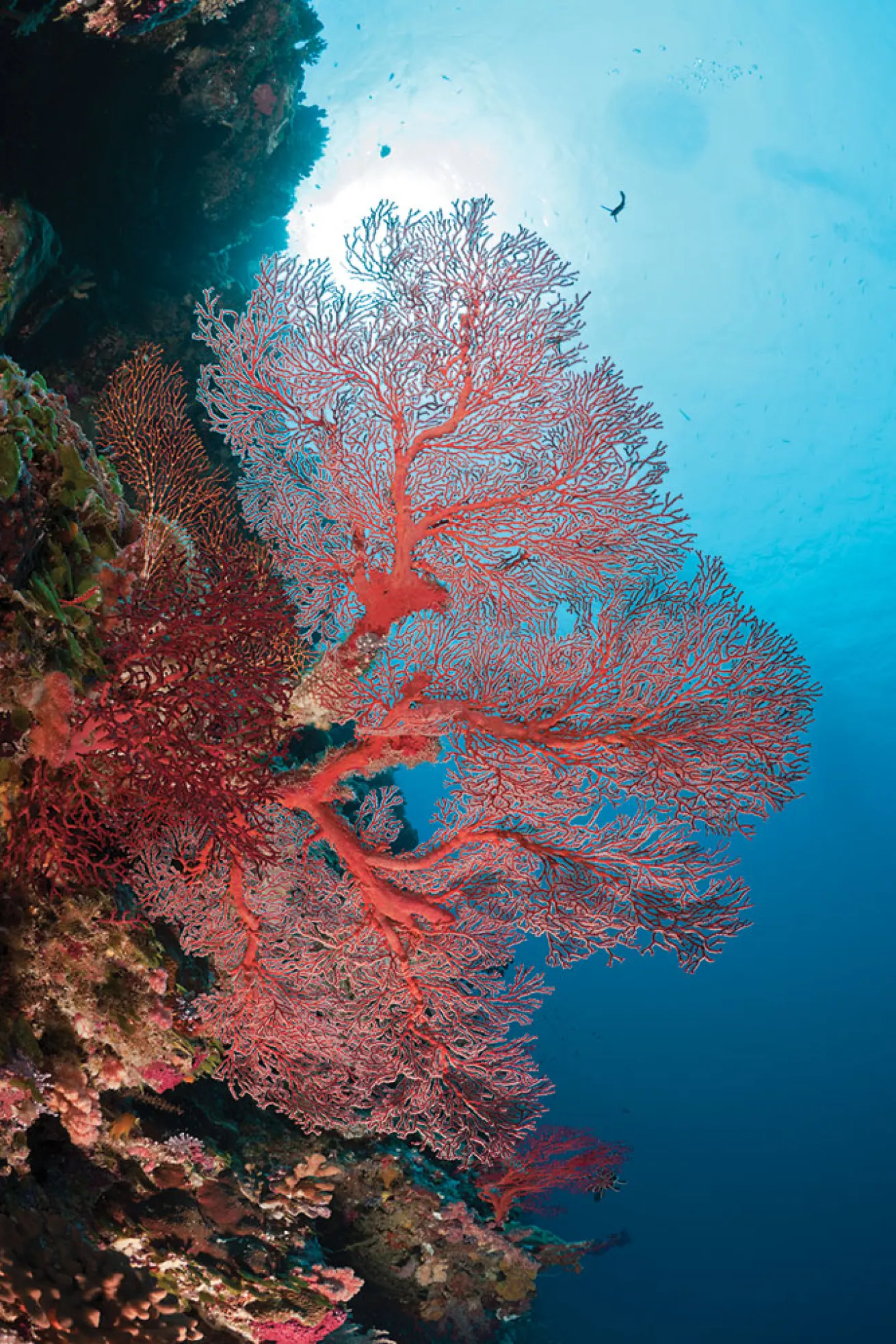 palau scuba diving