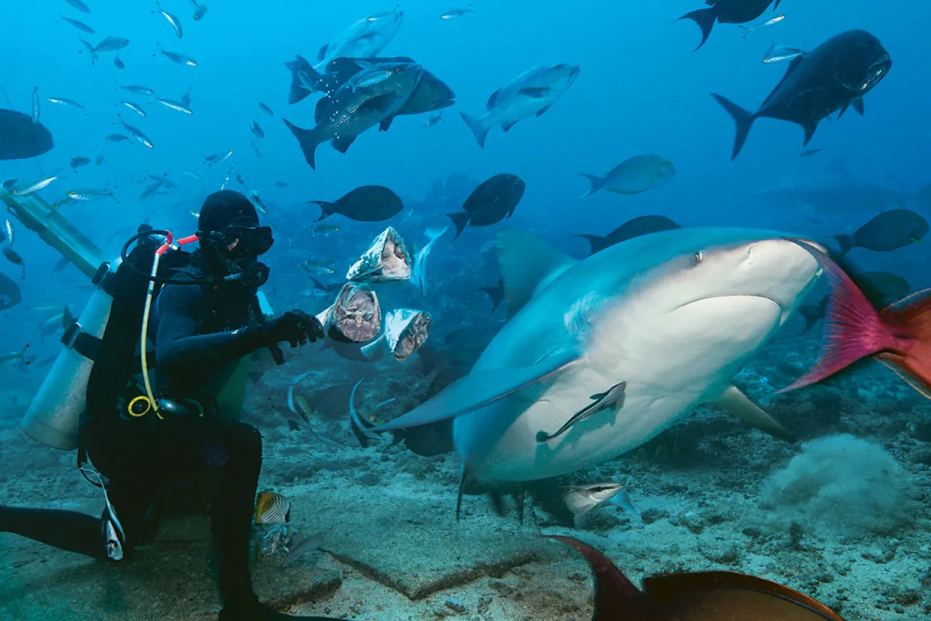 fiji scuba diving