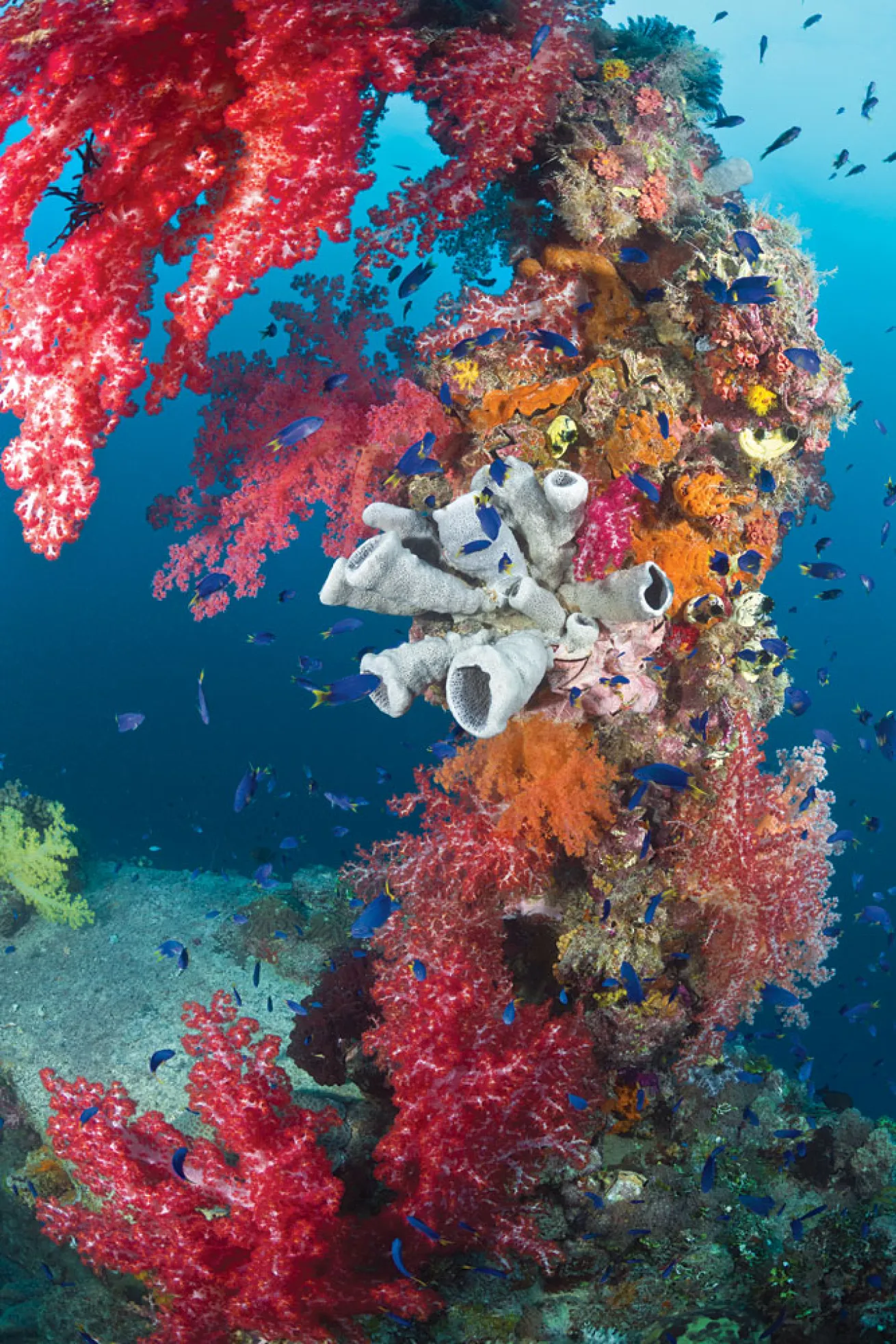 chuuk lagoon scuba diving