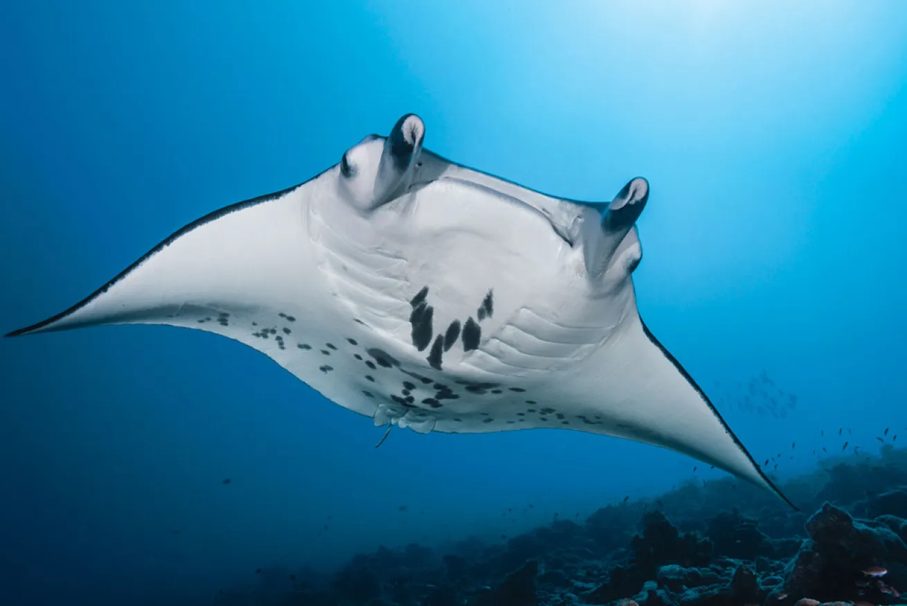 rangiroa scuba diving