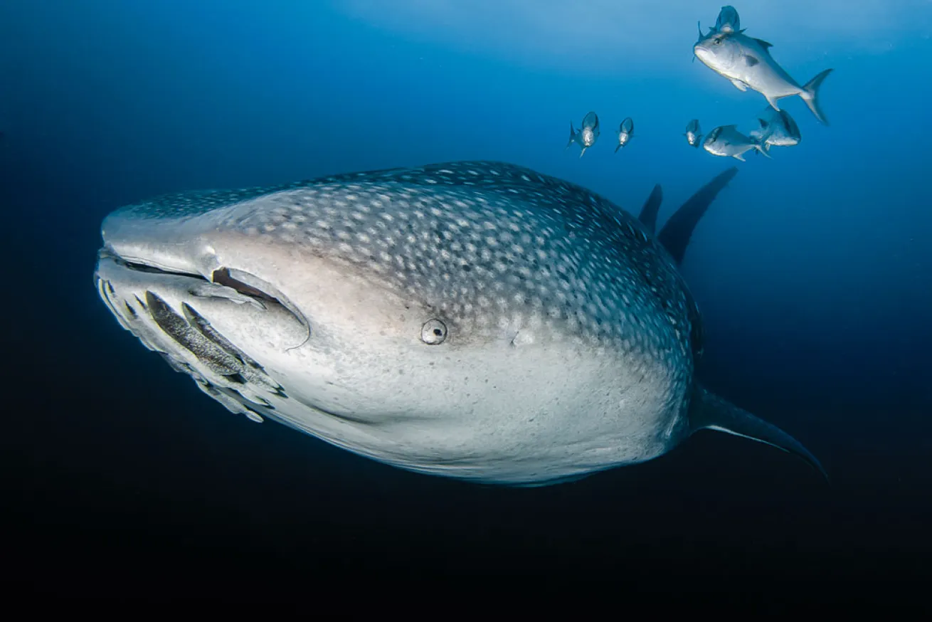 galapagos scuba diving