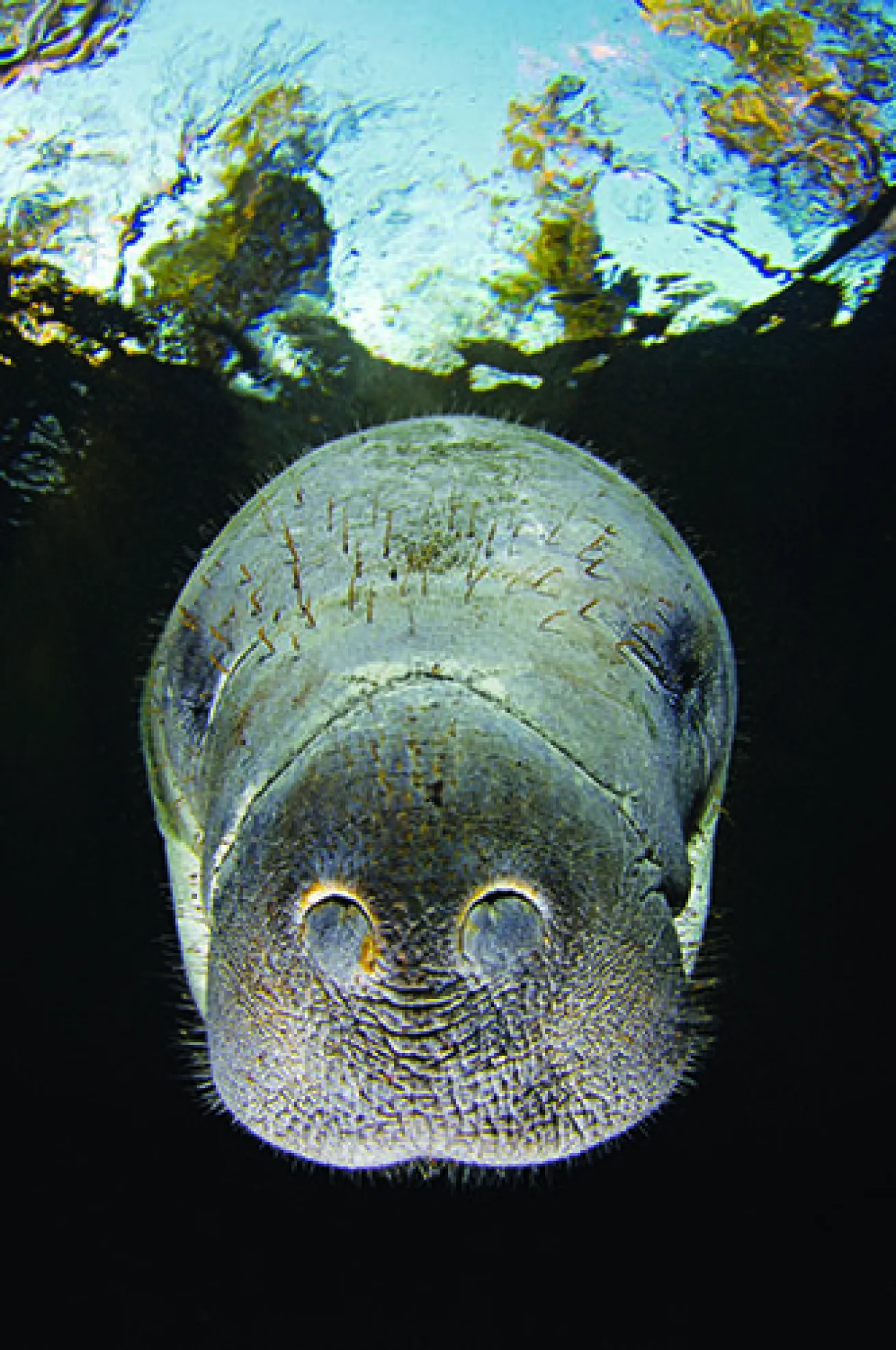 snorkeling with manatees