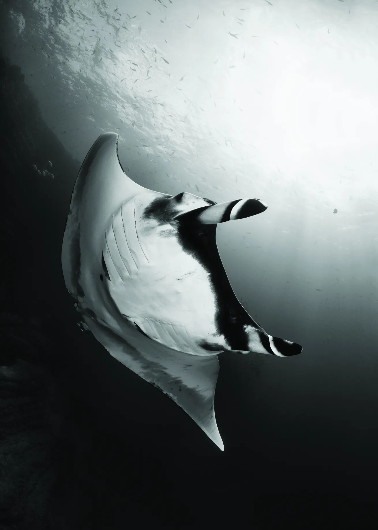 Gian pacific manta