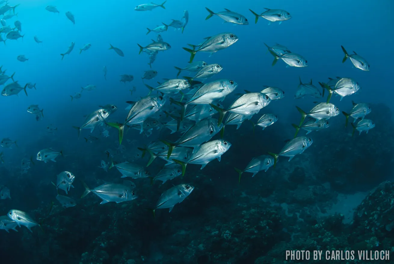 horse-eye jacks on Saba reef