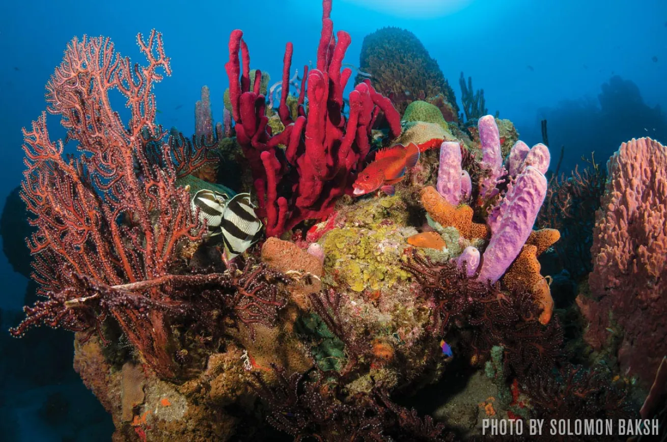 Tent Reef, Saba