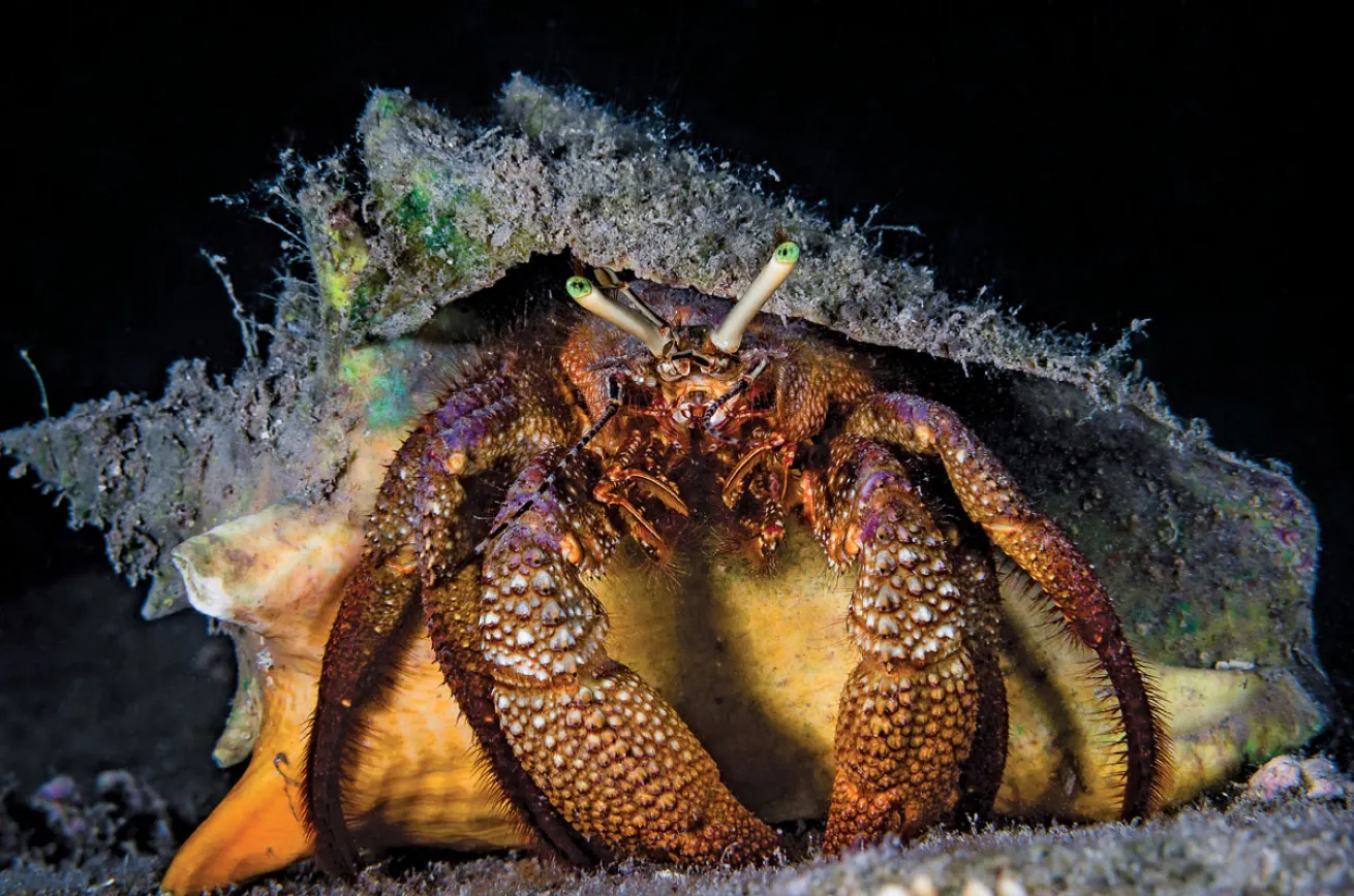 hermit crabs in Utila at night 