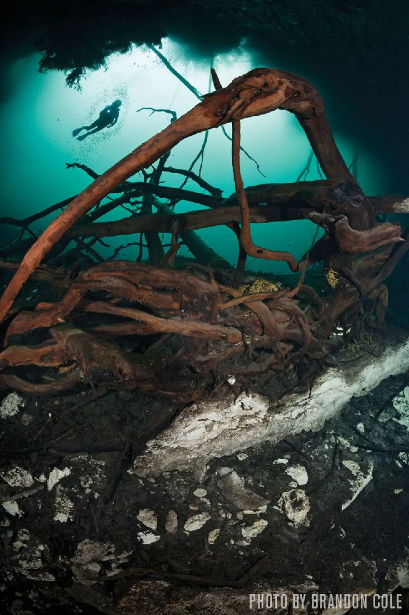 A diver hovers above twisted tree roots in a cenote.