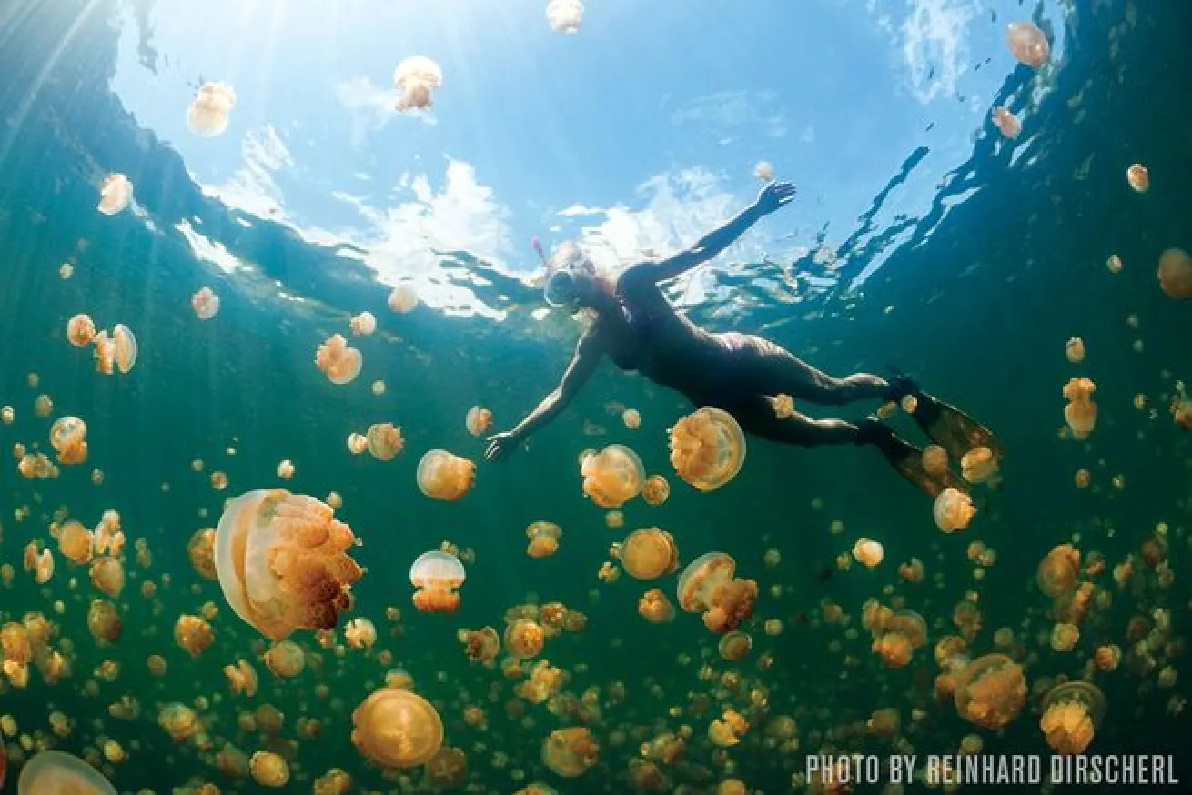 Jellyfish lake scuba diving