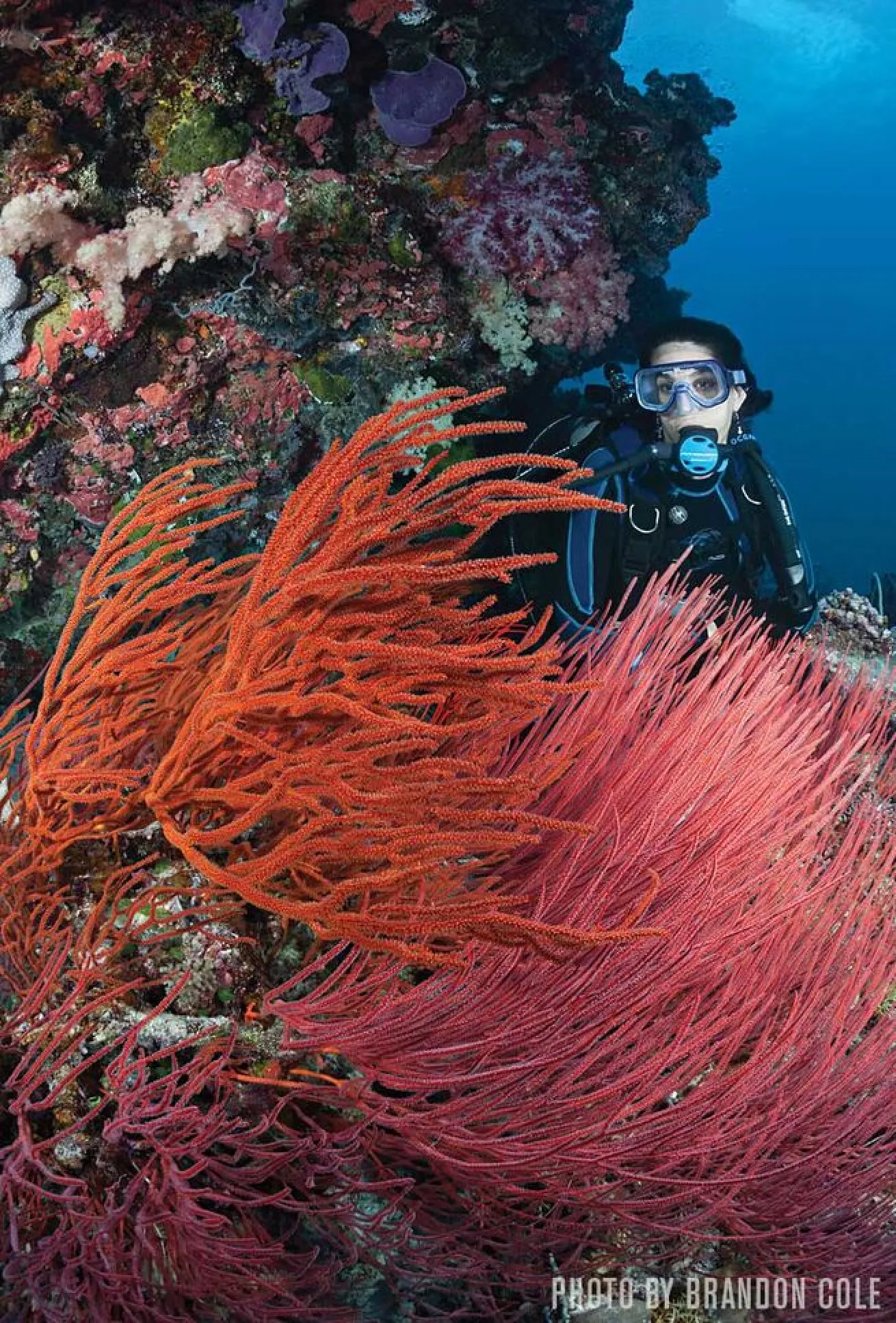 crinoids scuba diving Ulong Channel