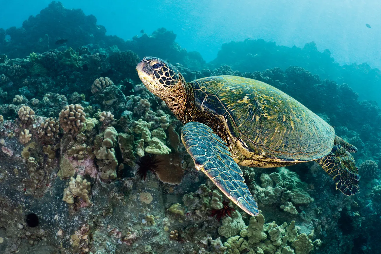 scuba diving hawaii volcanoes