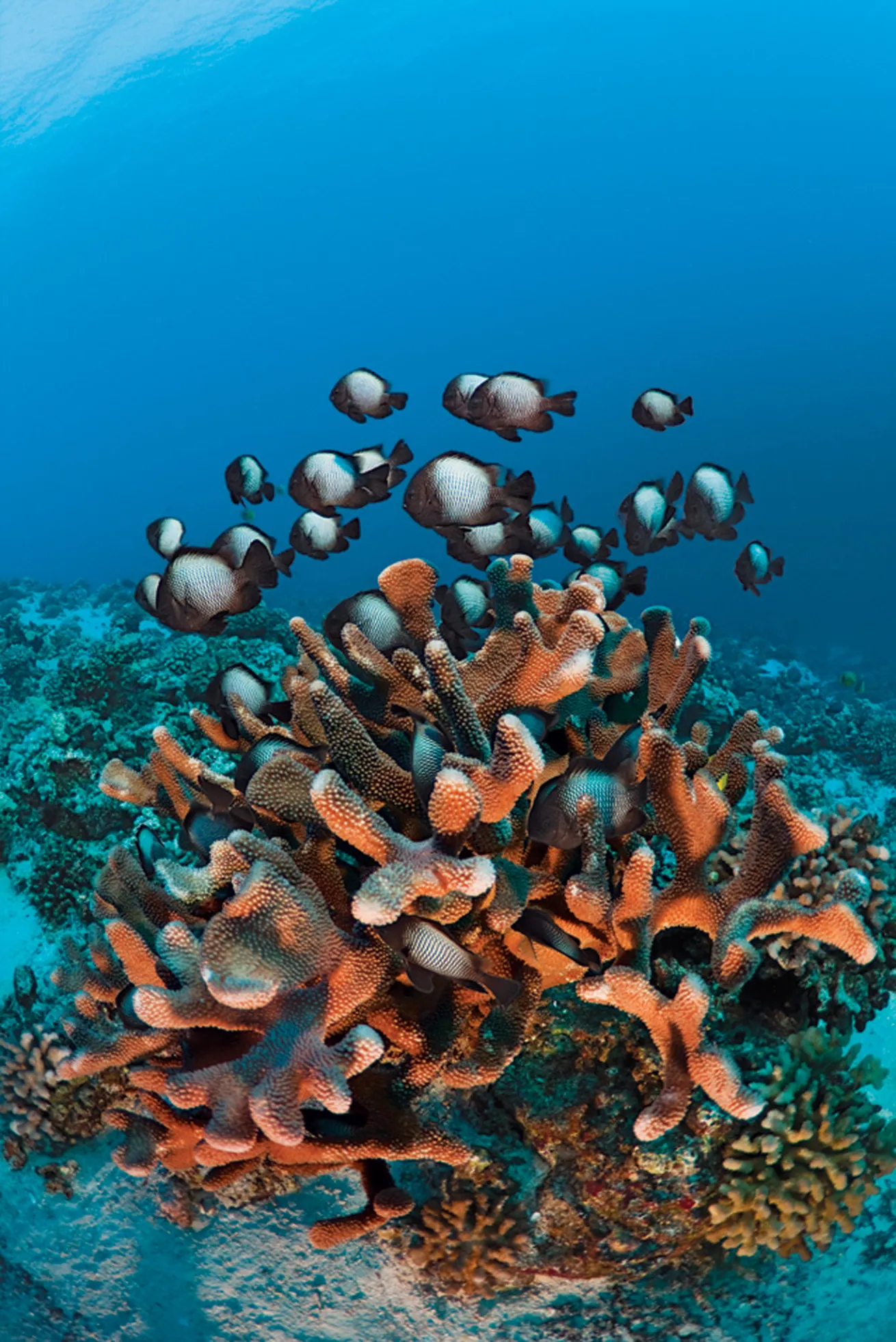 scuba diving hawaii volcanoes
