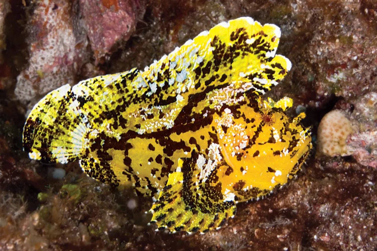 scuba diving hawaii volcanoes