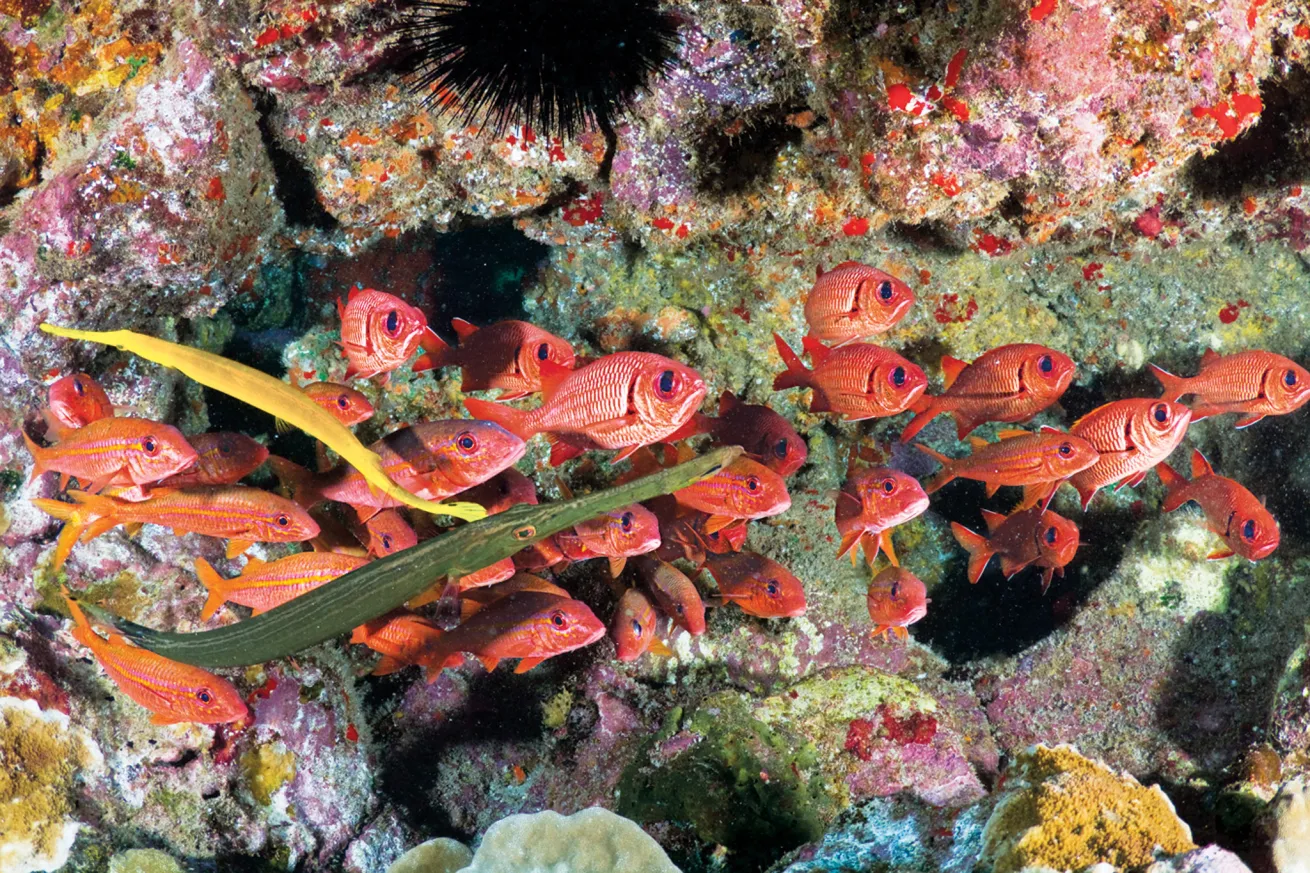 scuba diving hawaii volcanoes