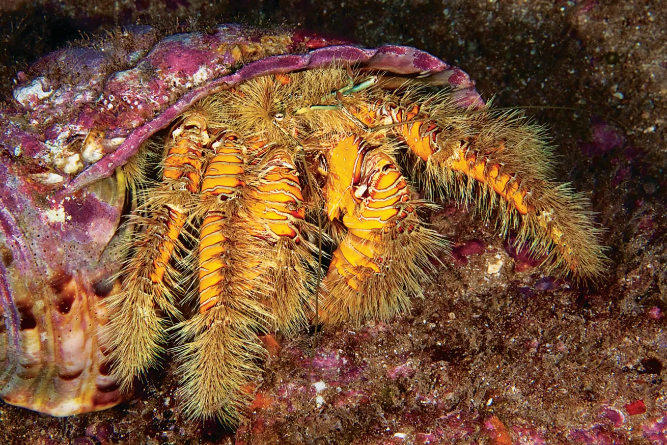 scuba diving hawaii volcanoes