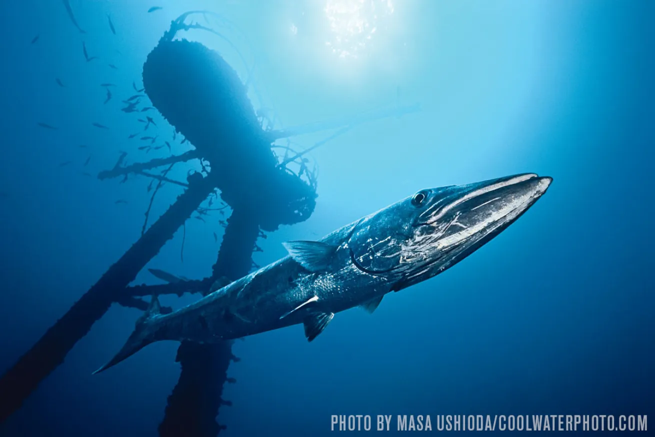 barracuda on the Duane