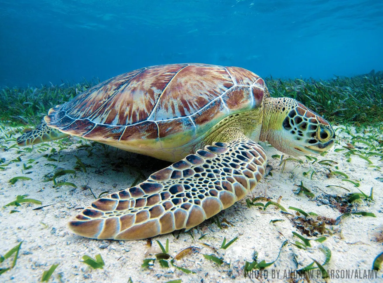 green sea turtle