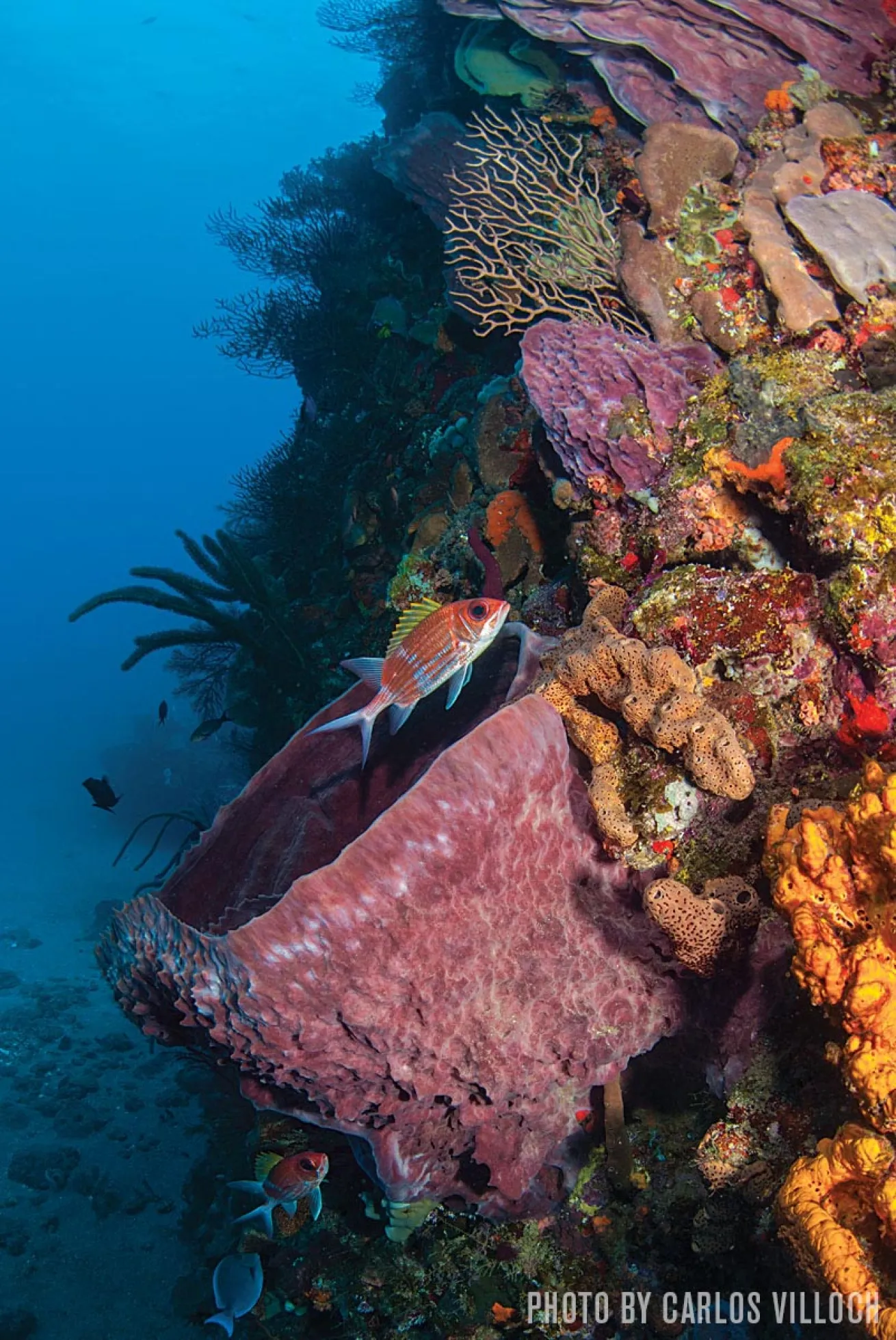 Saba corals