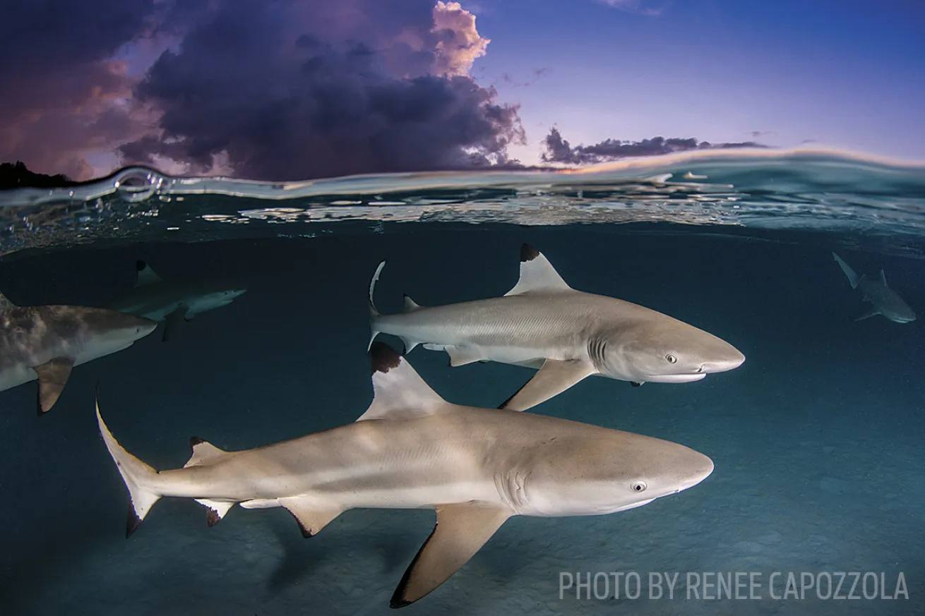 blacktip sharks in tahiti 