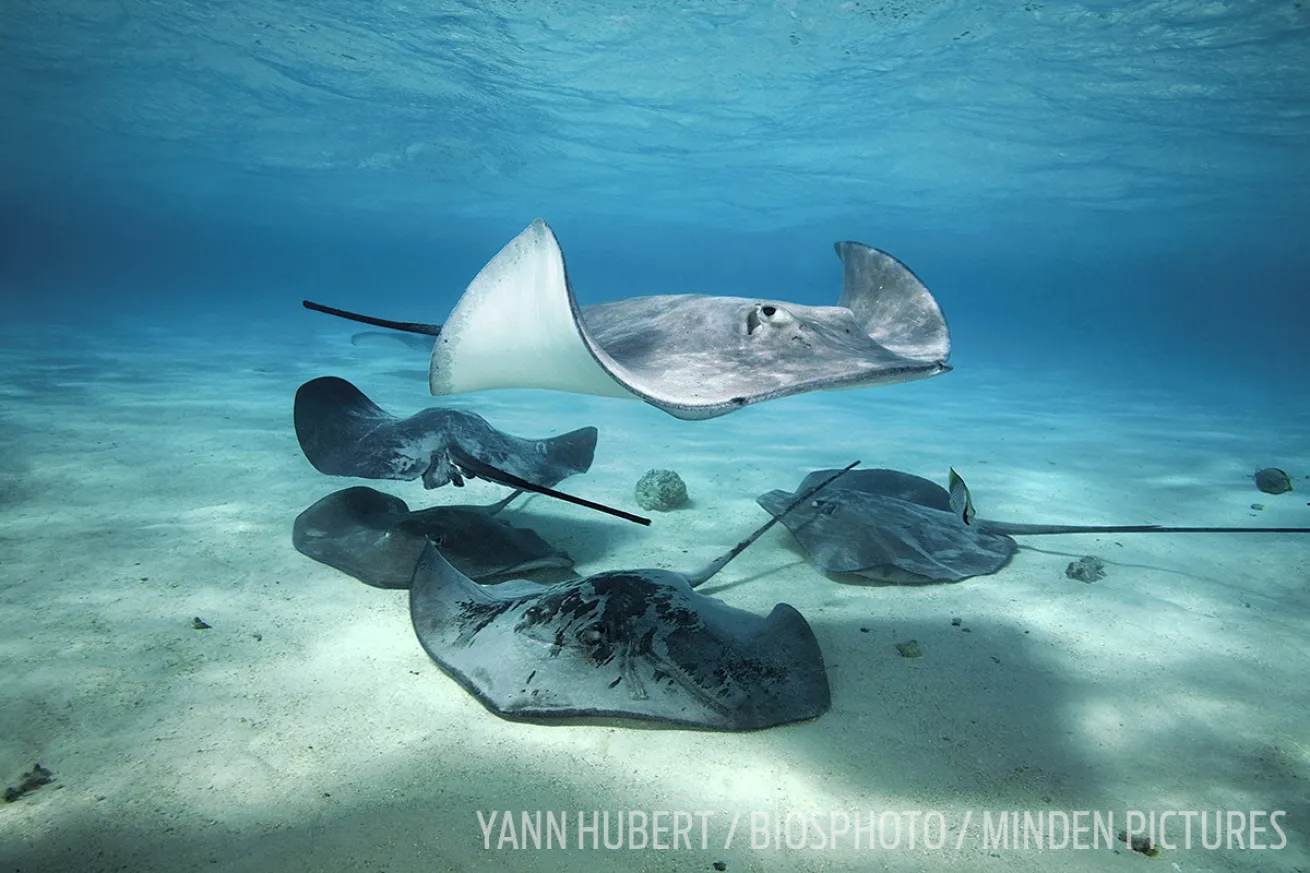 stingrays in tahiti 