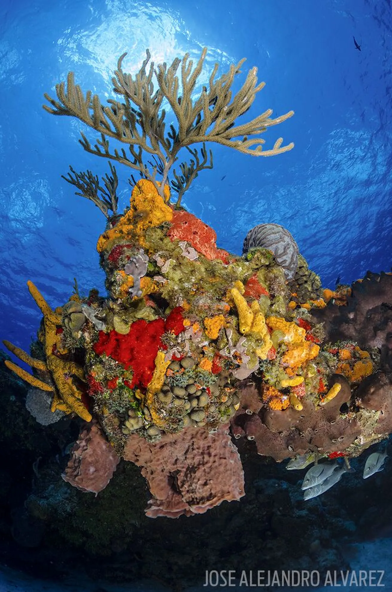 cozumel