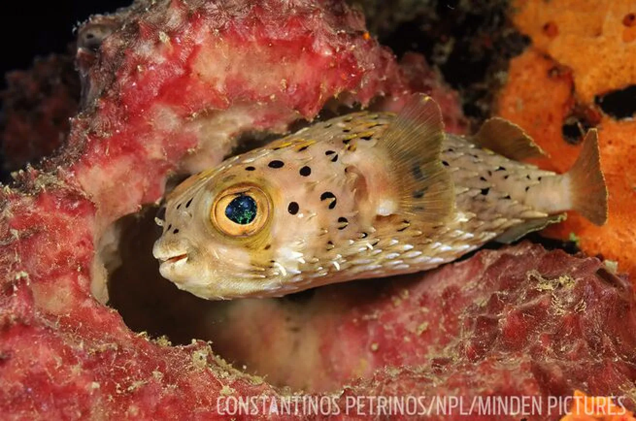 bonaire pufferfish
