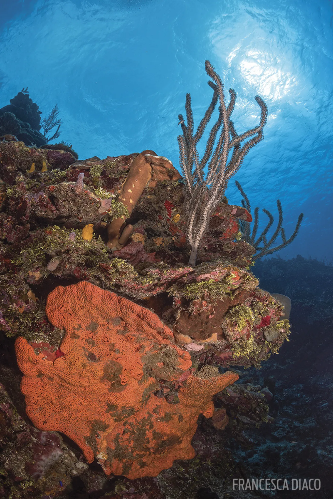 honduras roatan
