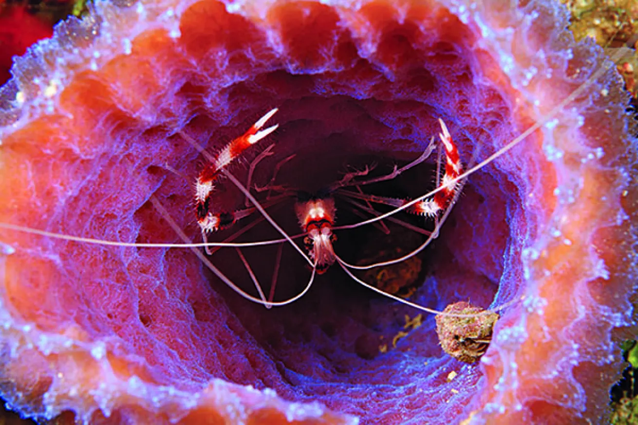Indo-pacific Shrimp