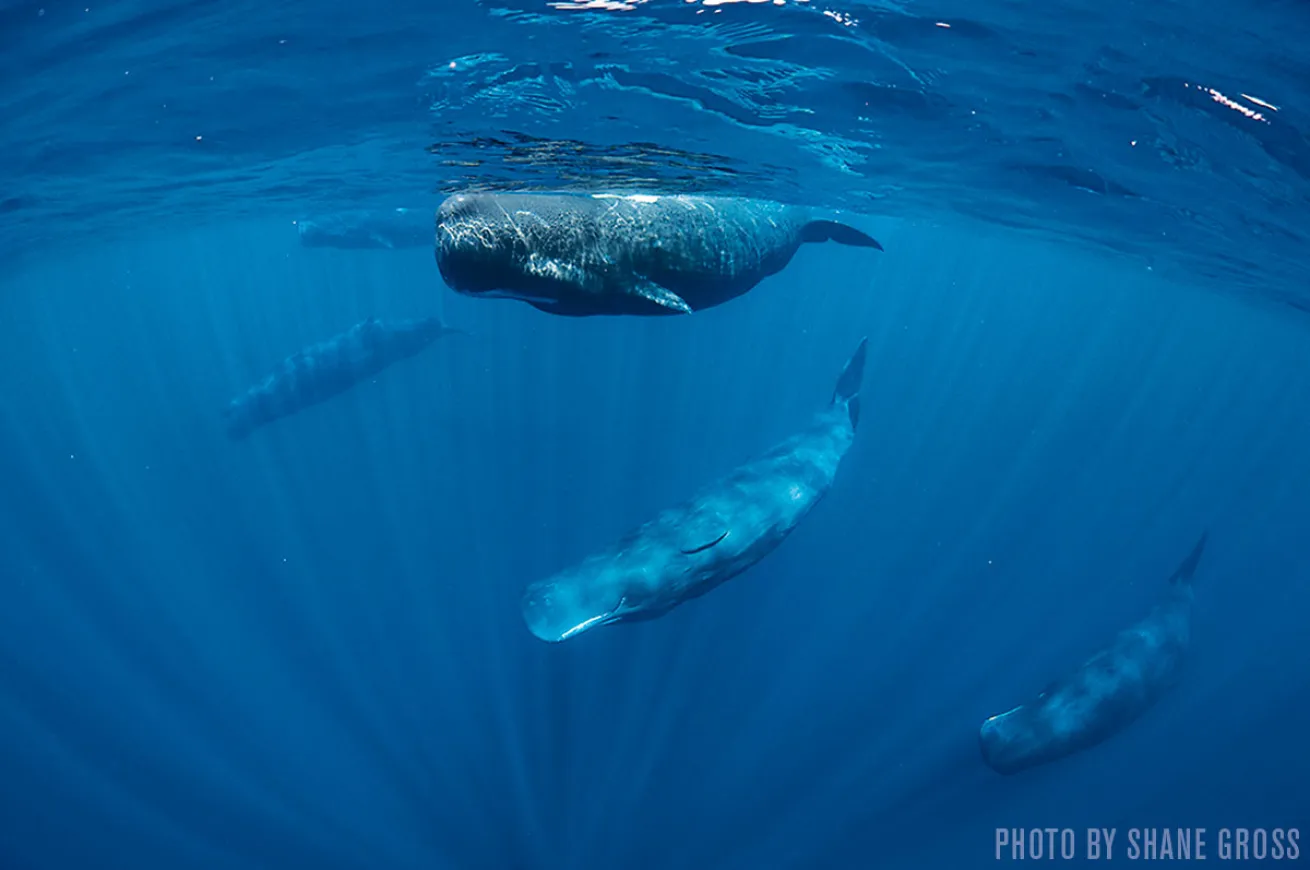 Sperm Whales | Mirissa, Sri Lanka