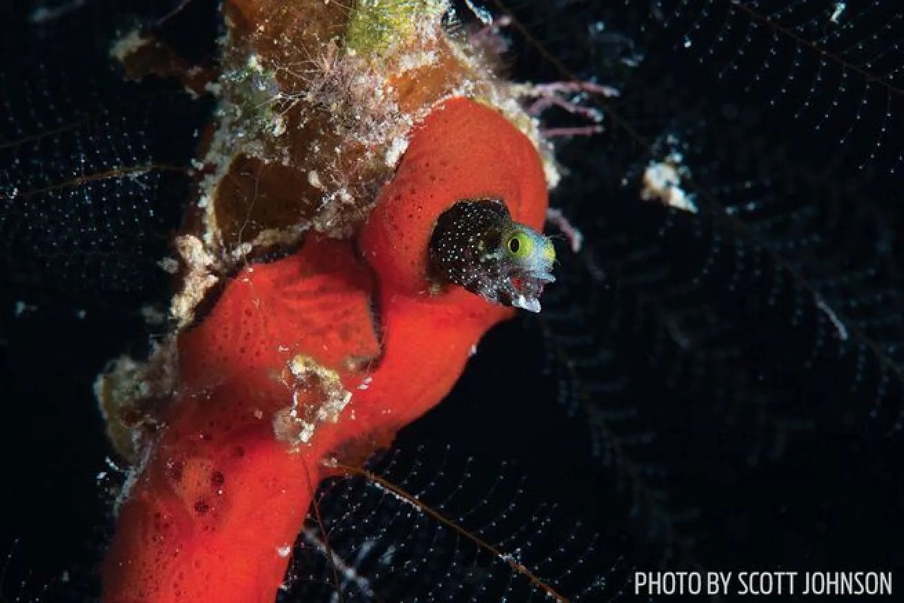 A spinyhead blenny in its orange sponge home at Los Mogotes