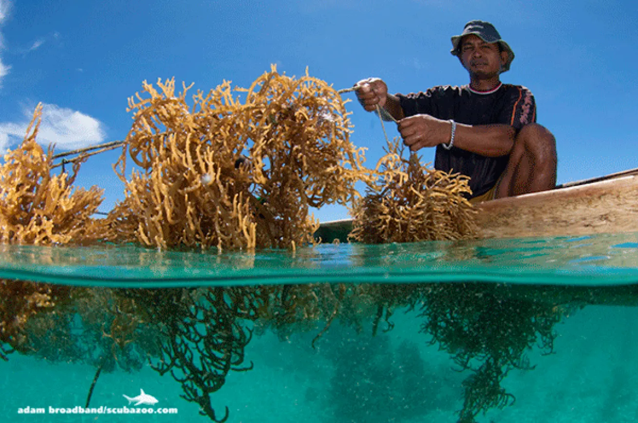 split shot over under underwater photography