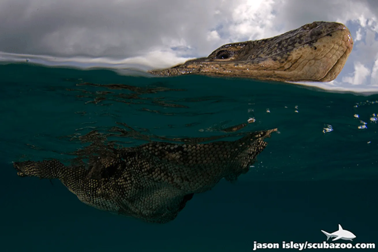 split shot over under underwater photography
