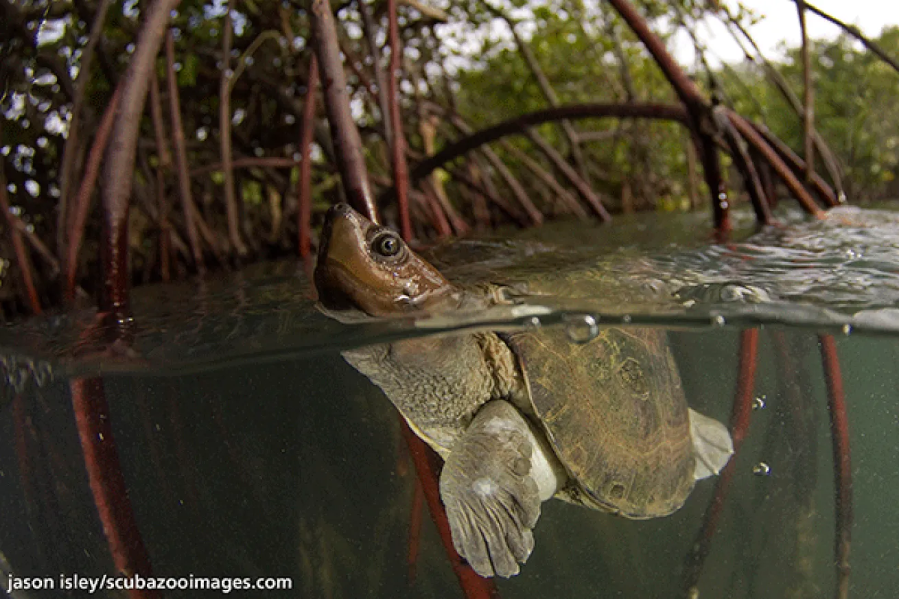 split shot over under underwater photography