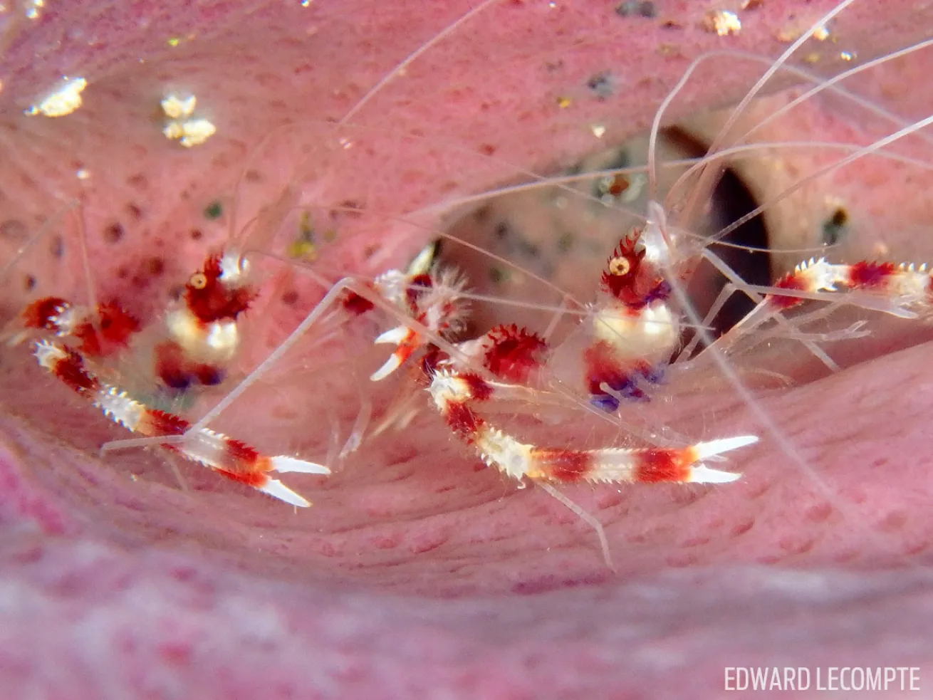Banded Coral Shrimp Underwater Photography 