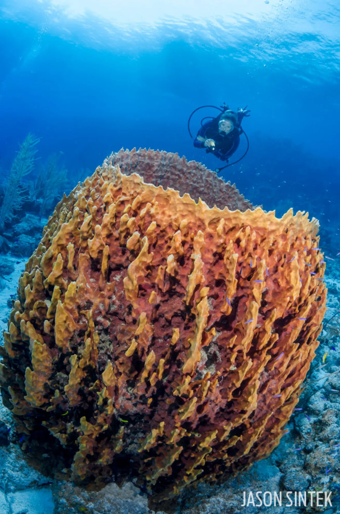 Barrel Sponge in Cayman Islands  