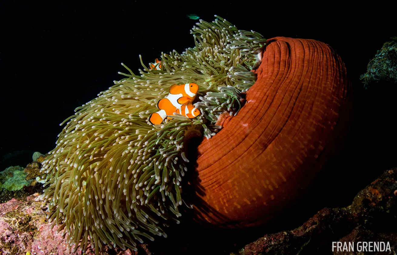 Clownfish Underwater Photography 