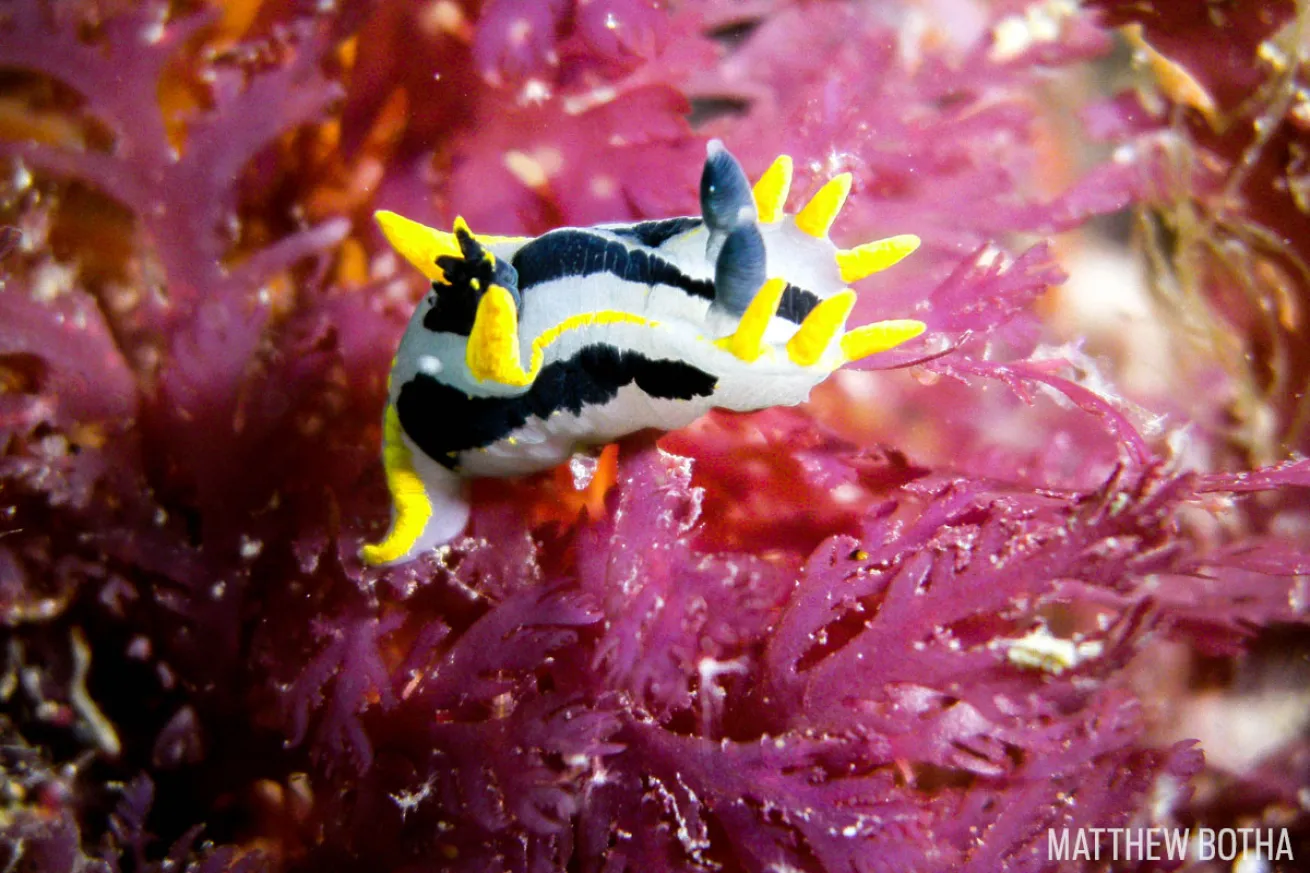 Nudibranch Underwater Photography 