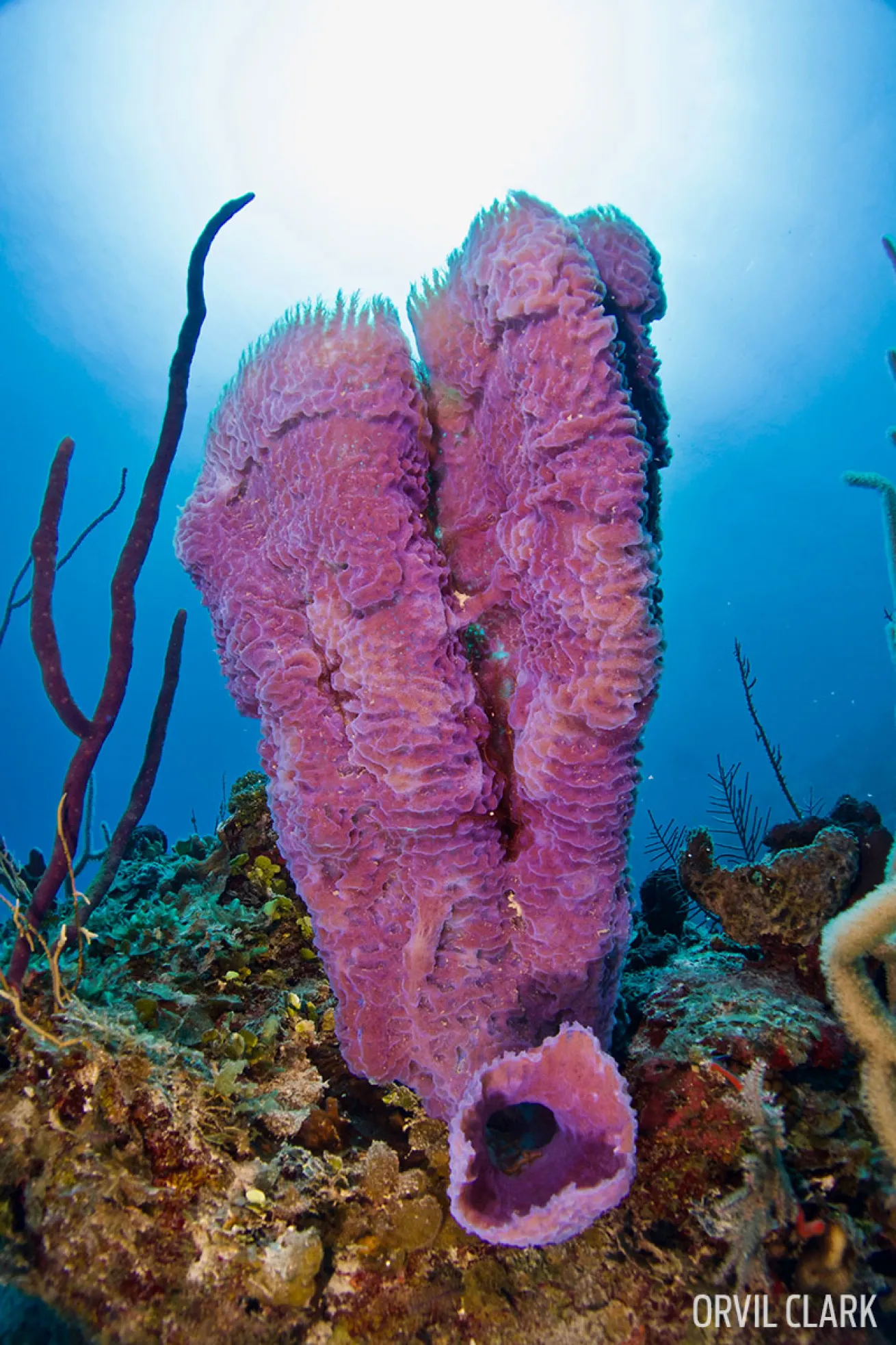 Sponge Underwater Photography 