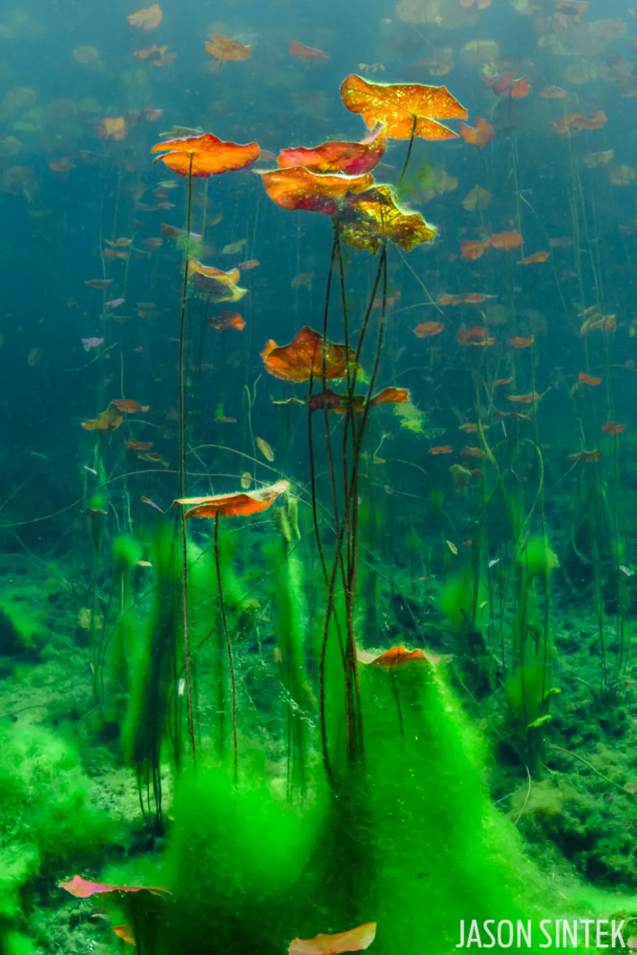 cenote underwater photo